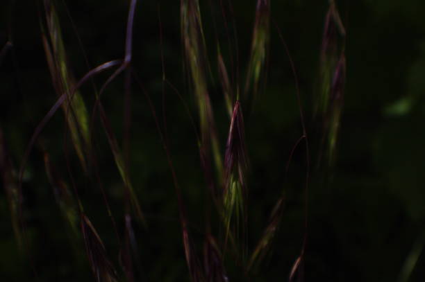 istock strange kind of flower 694138252