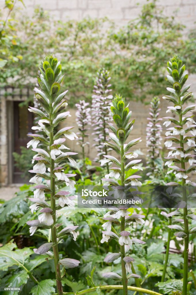 Acanthus Mollis Flowers Or Bears Breeches Stock Photo - Download Image Now  - Bear's Breeches, Acanthaceae, Bear - iStock