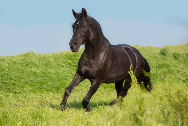 istock Black horse runs on a green field on sky background 694146444