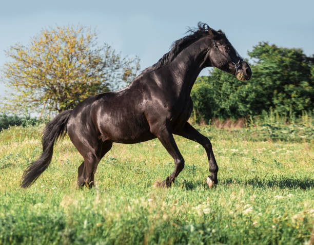 istock Black horse with white line on face runs on a green field on clouds background 694146588