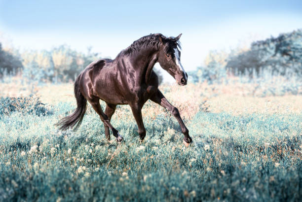 istock Black horse with white line on face runs on a green field on clouds background 694148618