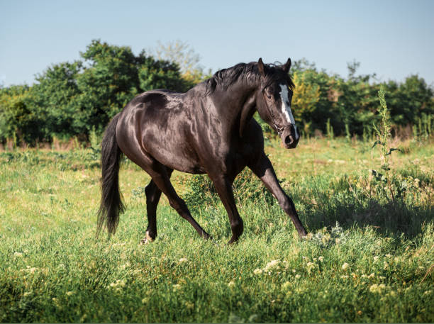 istock Black horse with white line on face runs on a green field on clouds background 694148620