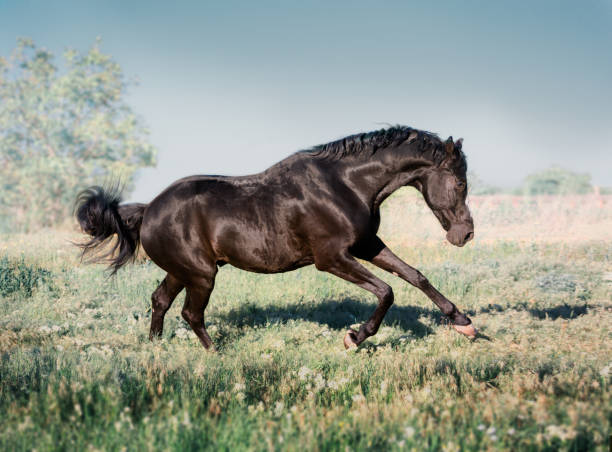 istock Black horse with white line on face runs on a green field on clouds background 694148672