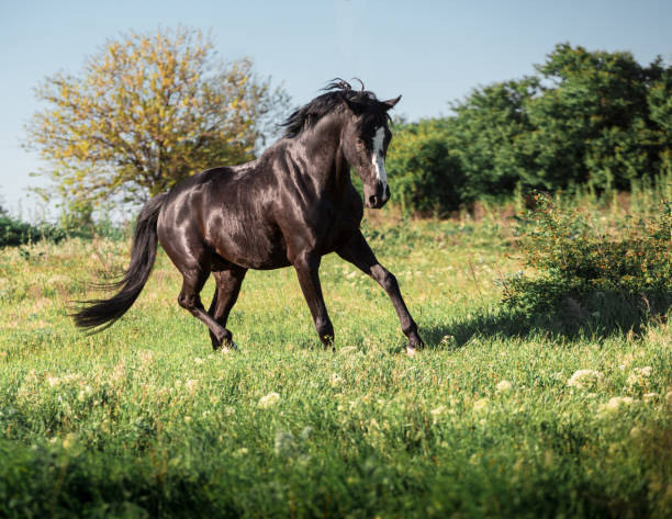 istock Black horse with white line on face runs on a green field on clouds background 694148720