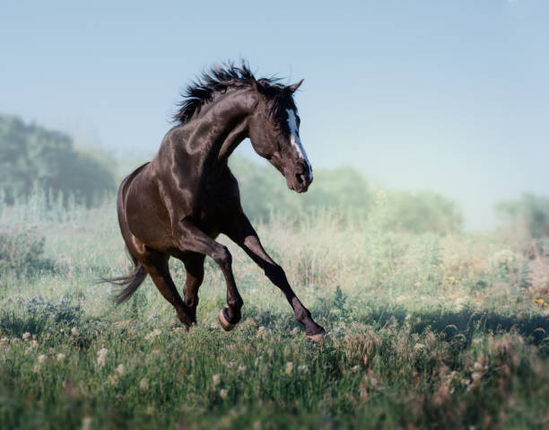 istock Black horse with white line on face runs on a green field on clouds background 694148750