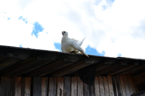 White thoroughbred pigeon sits on the roof stock photo