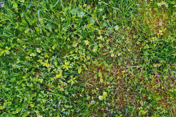 Background of juicy garden grass stock photo