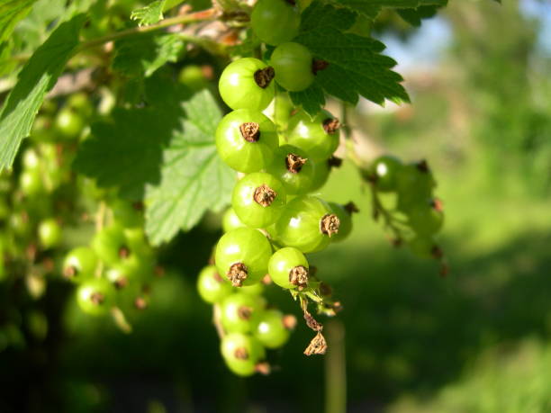 istock Close up of unripe red currants 694156704