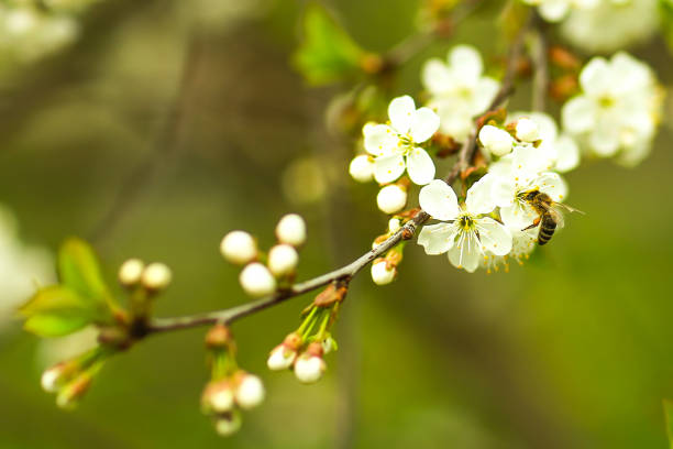 istock Branch of the blooming tree 694156812
