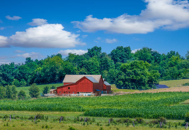 istock Midwest farm with spring corn crop and red barn,USA 694160194