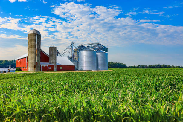 istock Midwest farm with spring corn crop and red barn,USA 694160214