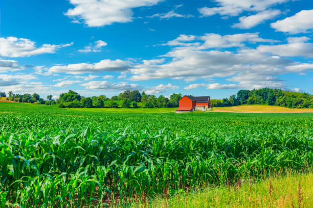istock Midwest farm with spring corn crop and red barn,USA 694160236