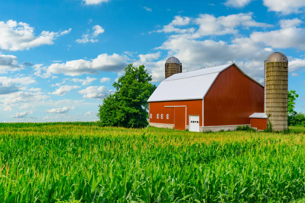 Spring corn crop; farm with barn, Midwest USA; agriculture; crop with barn; crop field, corn field; Indiana farm; Ohio farm; Iowa farm