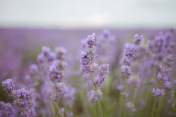 istock Lavender field blooming sunny day with blue sky 694164564