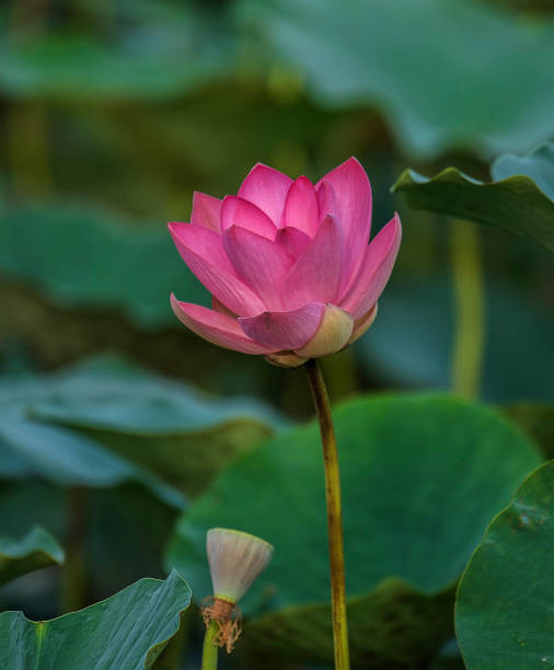 핑크 로터스 또는 waterlilly 꽃 및 잎 레이크 - lotus blossom water lily spirituality 뉴스 사진 이미지