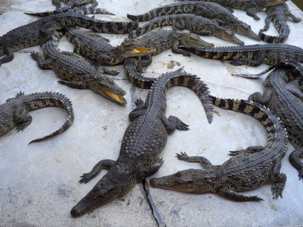 istock Crocodiles close up in Thailand 694171852
