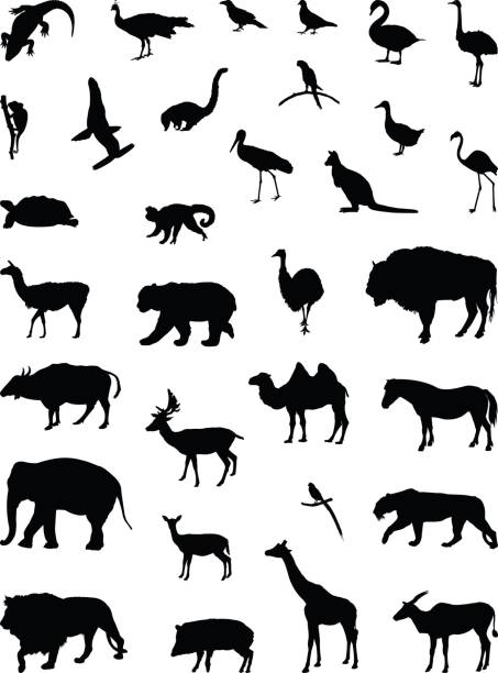 Wild animals silhouette vector illustration of wild animals silhouette doe deer silhouette stock illustrations