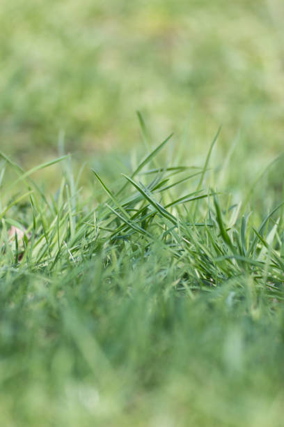 istock meadow glade with green grass in macro 694181736