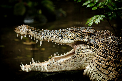 Nile Crocodile - Crocodylus niloticus large crocodilian native to freshwater habitats in Africa, laying on the riverside and opening mouth with big teeth. Big dangerous reptile in Uganda.