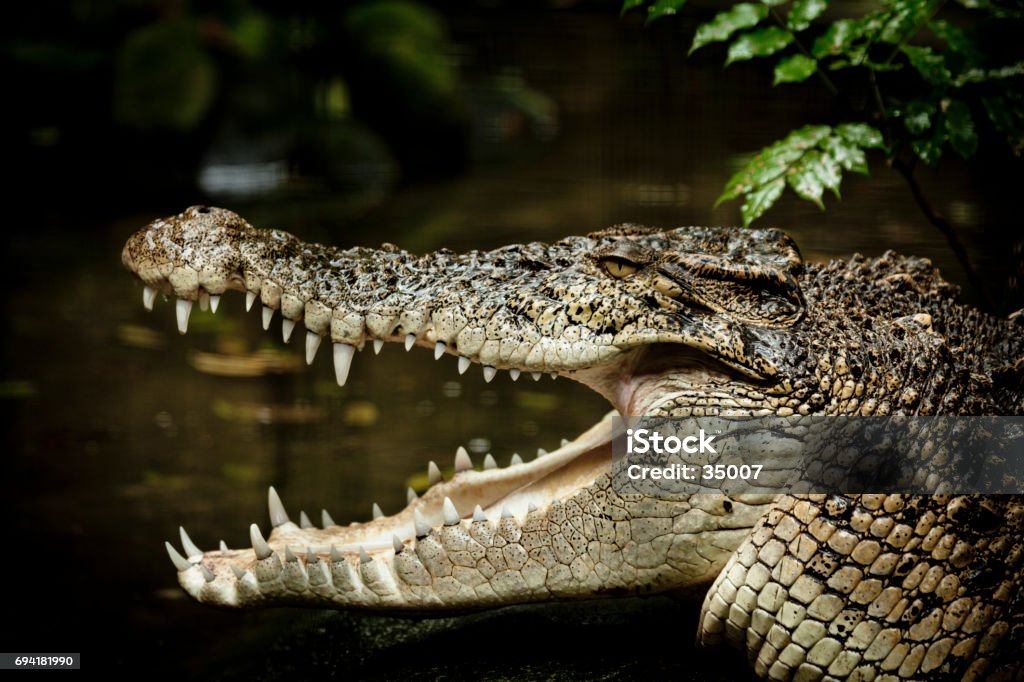 saltwater crocodile close-up of a saltwater crocodile. Crocodile Stock Photo