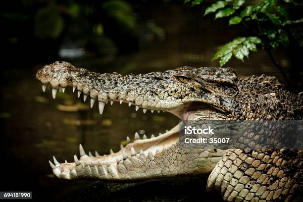 Saltwater Crocodile Stock Photo - Download Image Now - Crocodile, Saltwater Crocodile, Large