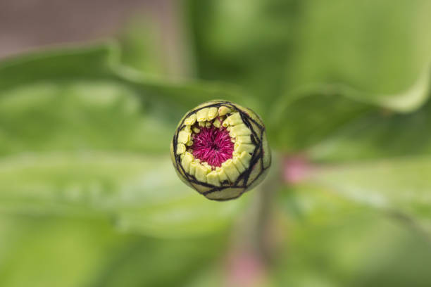 istock flower bud and green leaves 694184824