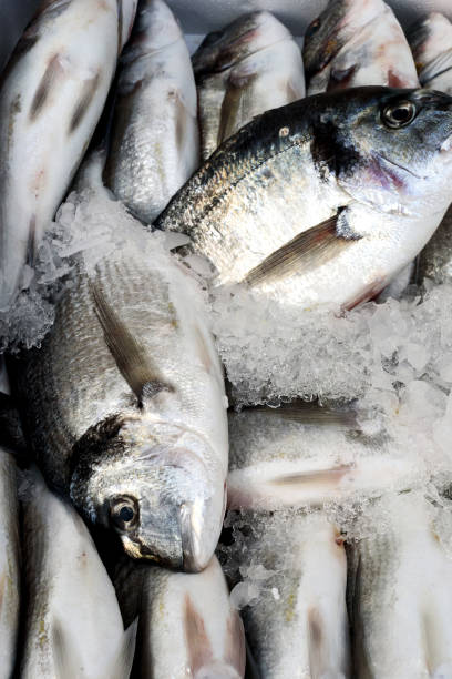 istock Rows of Fresh Fish on Ice 694185468