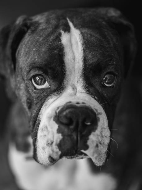 istock Boxer dog portrait 694187542