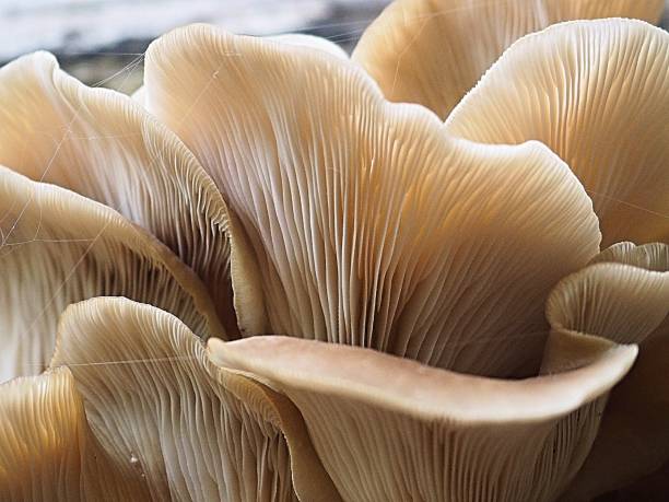 istock English Countryside - wild mushrooms 694192238