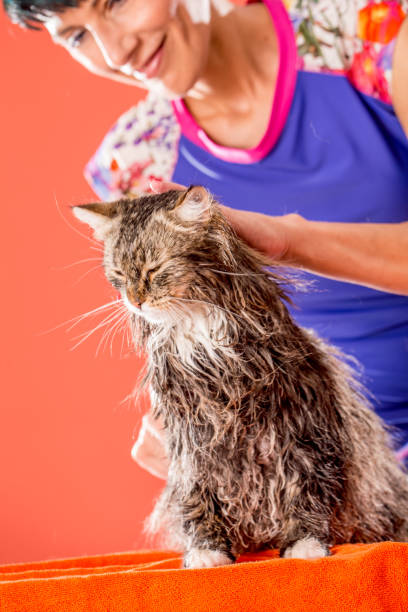 istock Woman Combing Her Cat Just Been Washed 694193990