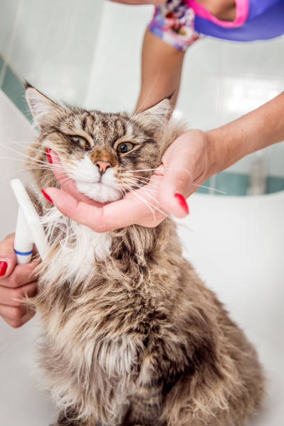 istock Siberian Cat Grooming In Bathtub 694194994