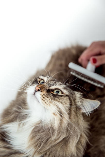 istock Siberian Cat Grooming In Bathtub 694194998