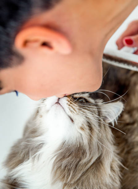 istock Siberian Cat Grooming In Bathtub 694195002