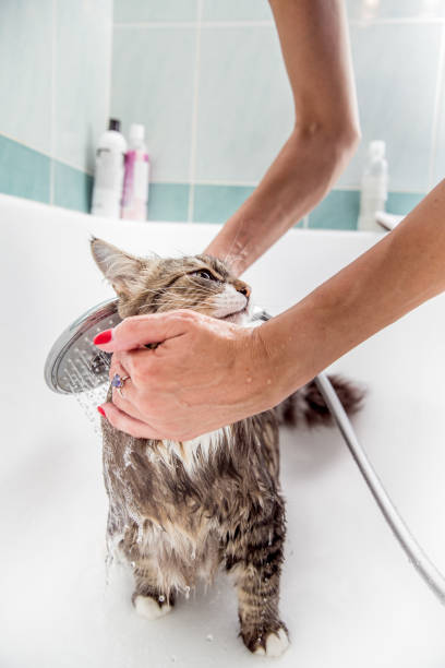 istock Cute Siberian Cat Enjoying Showering In Bathtub 694195086