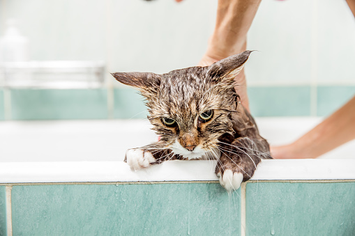 Cat Taking Bath In Bathtub