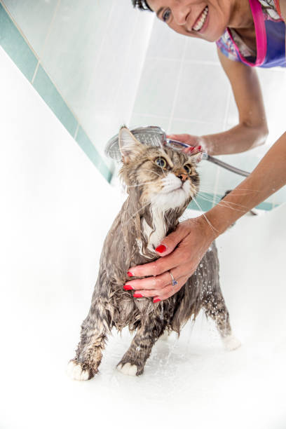 istock Bath Time For Cute Siberian Cat 694195188