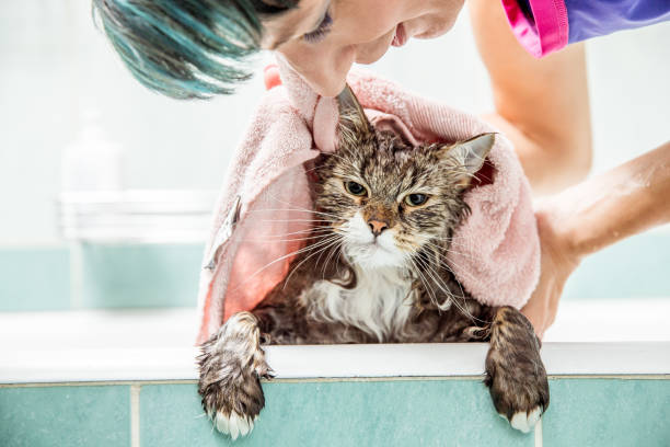 Woman Drying  Wet Cat With Towel  In The Bathroom Woman Drying  Wet Cat With Towel  In The Bathroom siberian cat photos stock pictures, royalty-free photos & images