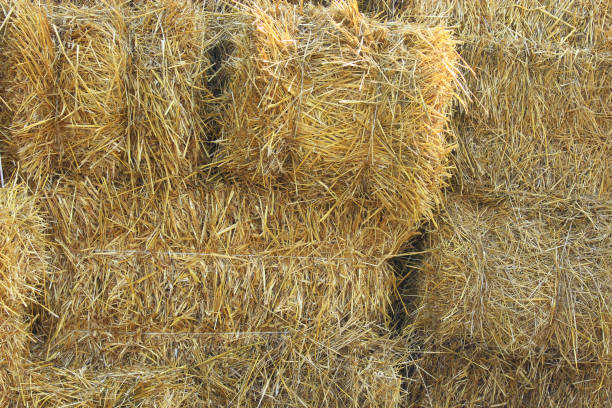 istock straw stacked in bales 694195260