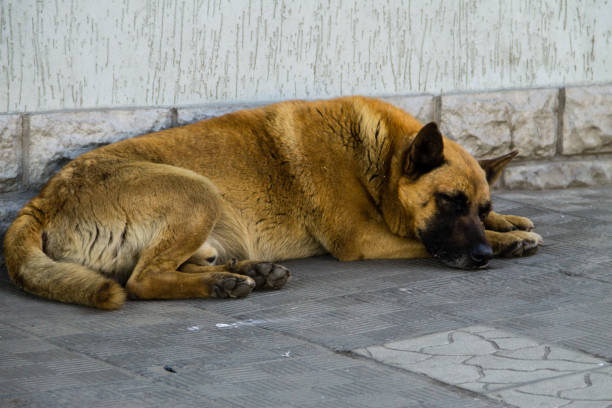 istock Sad homeless dog sleeping on sidewalk 694195648