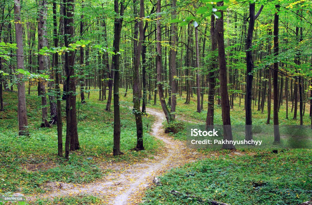 green forest Sunny summer day in green forest Forest Stock Photo