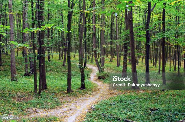 Green Forest Stock Photo - Download Image Now - Forest, Growth, Horizontal