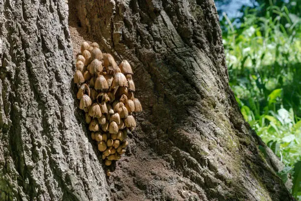 Photo of Lot of mushrooms at a tree trunk in a forest in springtime