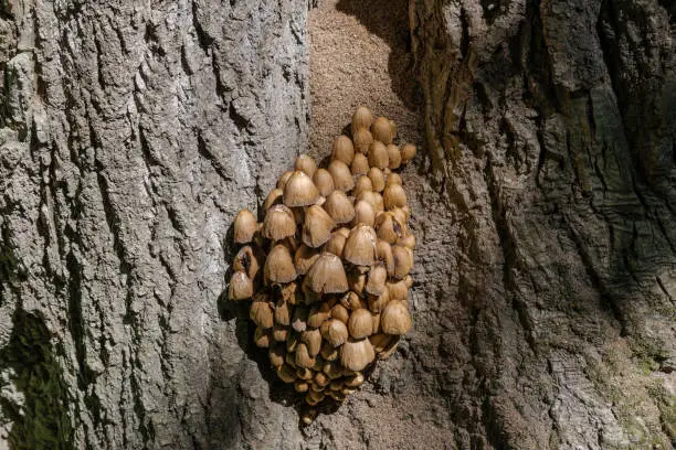 Photo of Lot of mushrooms at a tree trunk in a forest in springtime