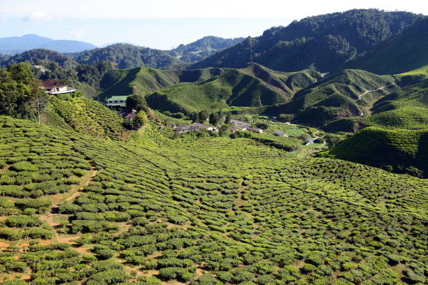 istock Green pattern of tea plantations in Cameron Highlands, Malaysia 694196374