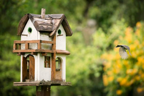 istock feeding great tit at birdhouse 694202074