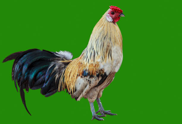 a full body of white brown hen standing, isolated on green background. Use for livestock and farm themes. a full body of white brown hen standing, isolated on green background. Use for livestock and farm themes. agricultural themes stock pictures, royalty-free photos & images