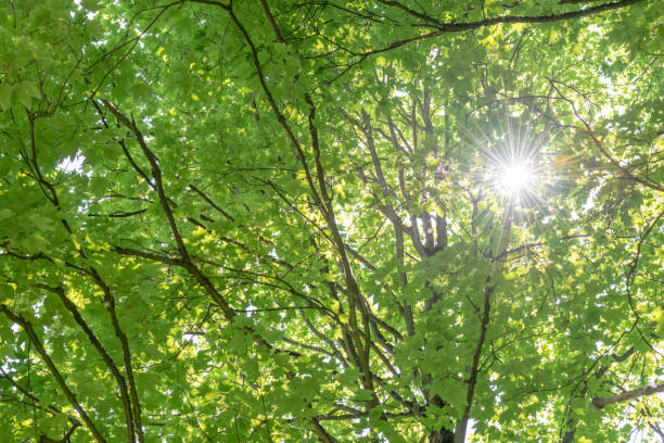 istock Sunbeams shining through the leaves of a tree 694204820