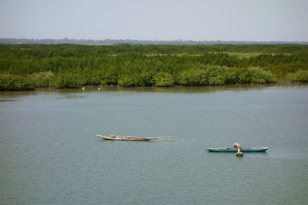 río de casamance, senegal - ziguinchor fotografías e imágenes de stock