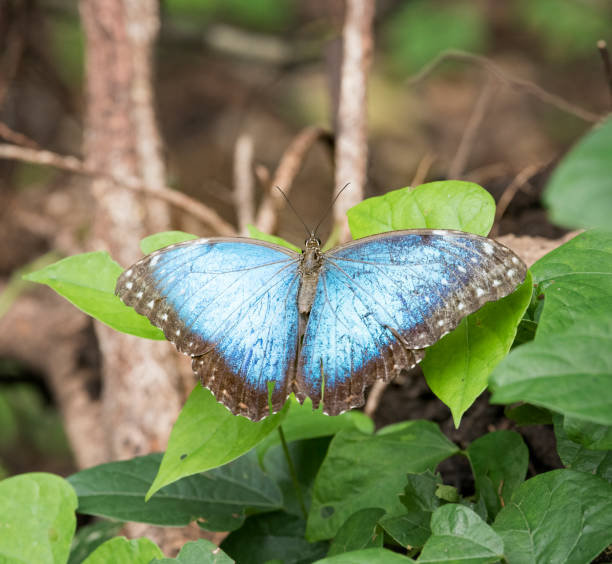 morpho bleu papillon, costa rica - blue silk morpho butterfly photos et images de collection