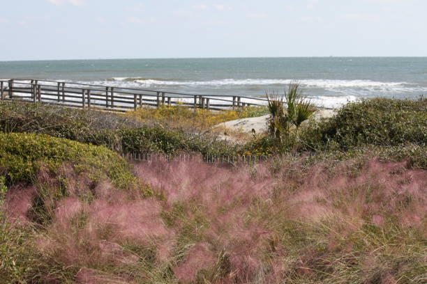 Kiawah Island, Carolina do Sul - foto de acervo